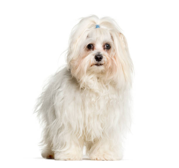 istock Maltese standing against white background 1184360092
