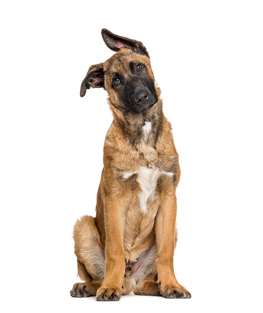 Malinois sitting against white background