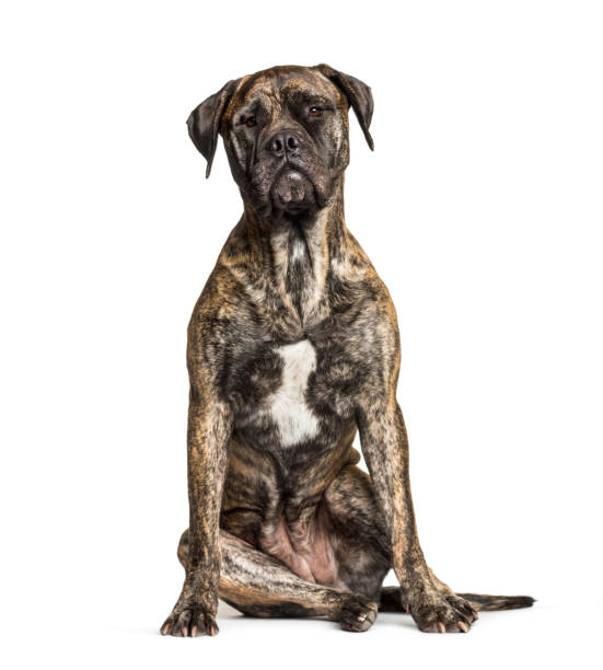 istock Bullmastiff sitting against white background 1184360843