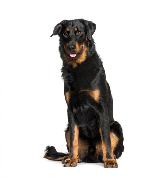 istock Beauceron sitting against white background 1184360869
