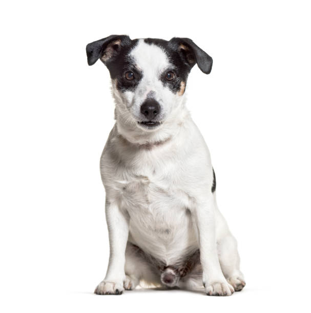 istock Jack Russell Terrier sitting against white background 1184360927