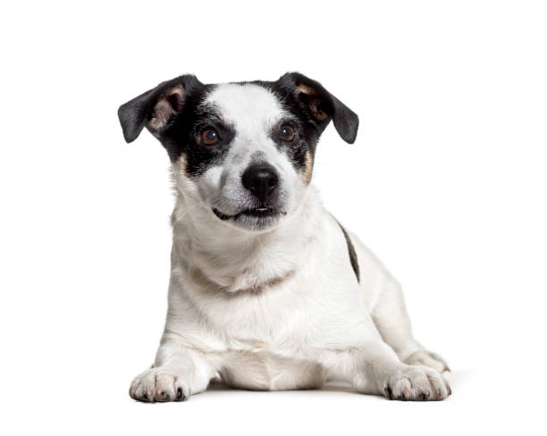 istock Jack Russell Terrier lying against white background 1184360950