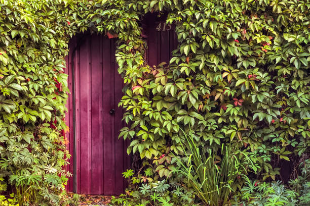 Elegant  wood grain front door of ivy covered house