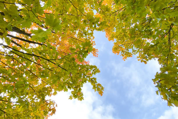 istock Vignette of autumn tree branches with blue sky, text space 1184361113