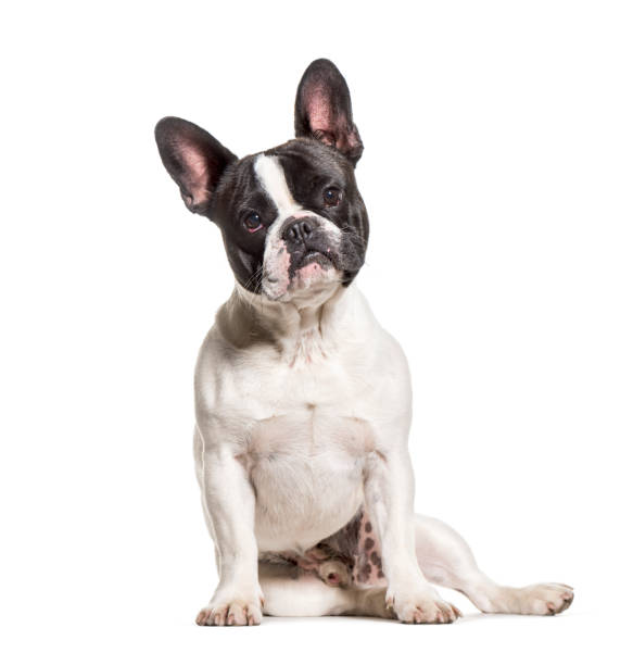 istock French Bulldog sitting against white background 1184361151