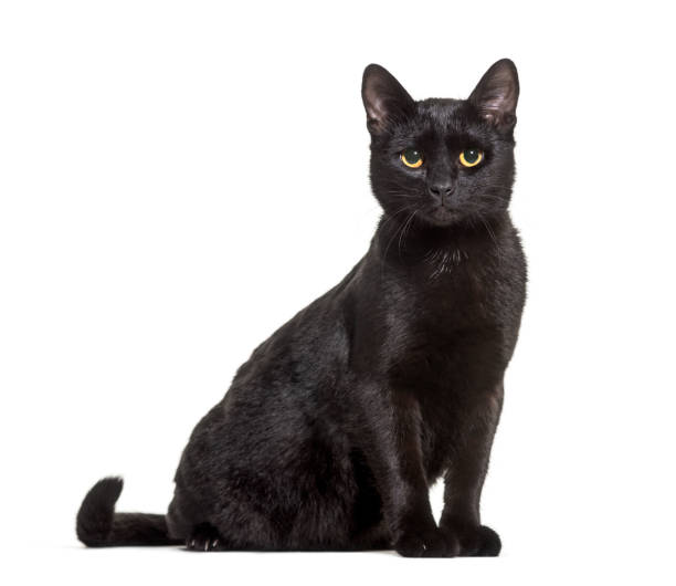 istock Black mixed-breed domestic cat sitting against white background 1184361154
