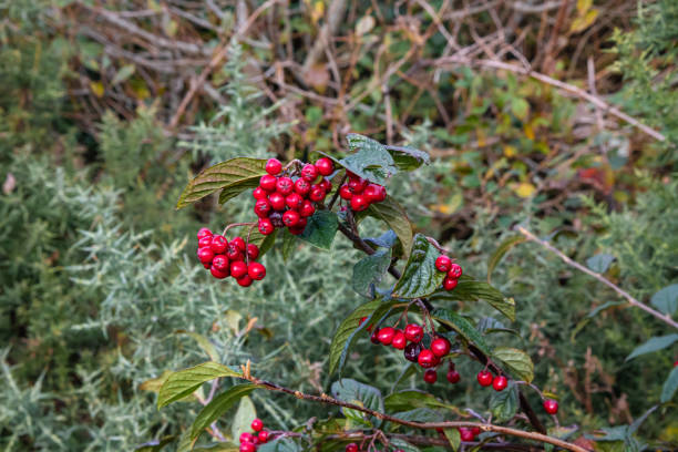 istock Clusters of bright red berries in autumn 1184361177