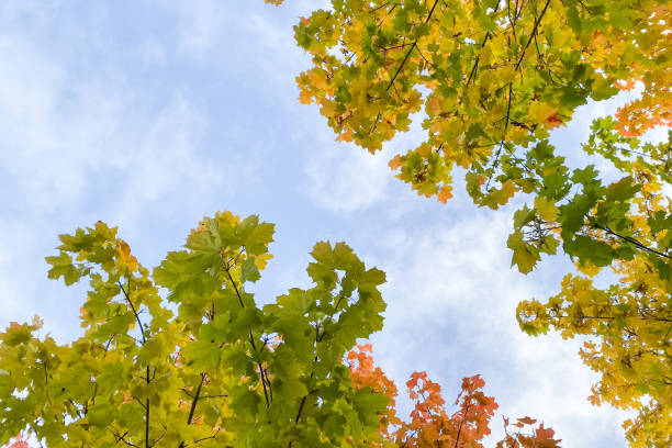 istock Vignette of autumn tree branches with blue sky, text space 1184361181