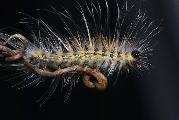 istock Hairy caterpillar on black background. Macro photography 1184361547