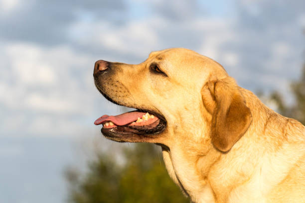 istock Portrait of a beautiful dog 1184362651