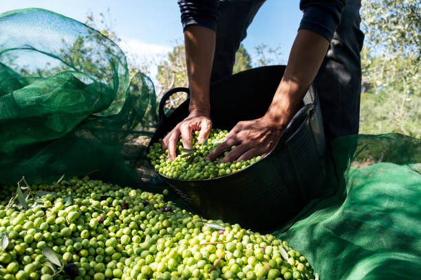 homme récoltant des olives en espagne - spanish olive photos et images de collection