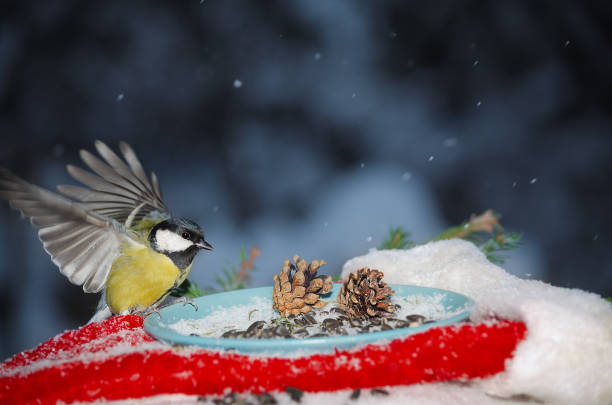 istock Bird in a feeder with sunflower seeds for Christmas 1184363908