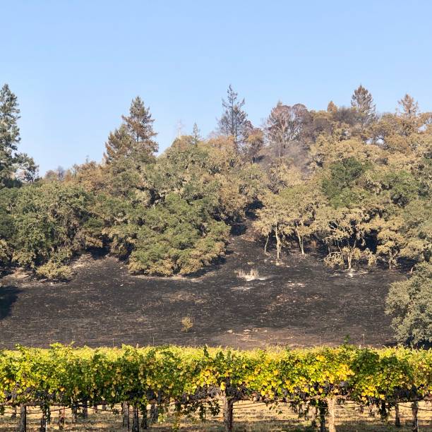 Kincade Fire in Wine County - Alexander Valley in Sonoma County stock photo