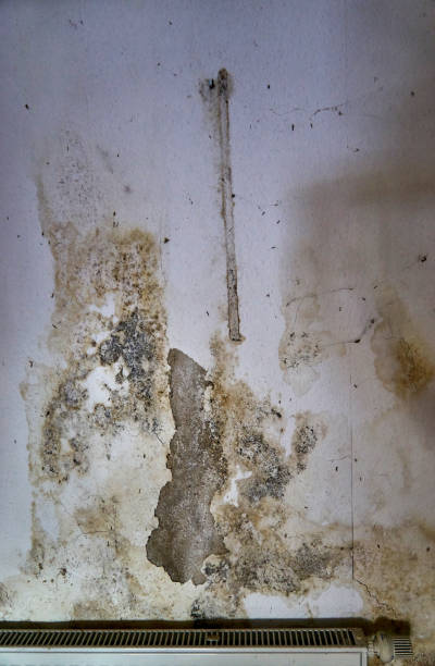 istock Mold on the wall over a radiator. Vertical photo. 1184365155