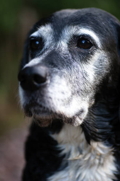istock The Dog LIsa 10 Years Old 1184370110