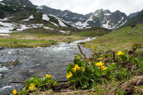 istock First flowers in the mountains 1184370356