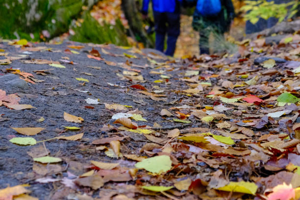 legs of a couple walking far away blurred in the forest