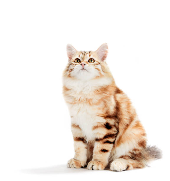 istock Siberian cat, a kitten sitting and looking up. Isolated 1184373847
