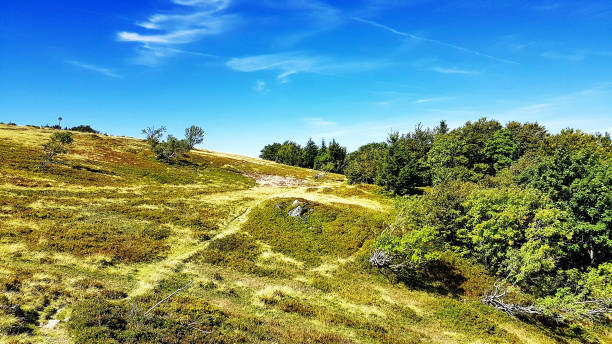 istock In the meadows of Alsace 1184375024