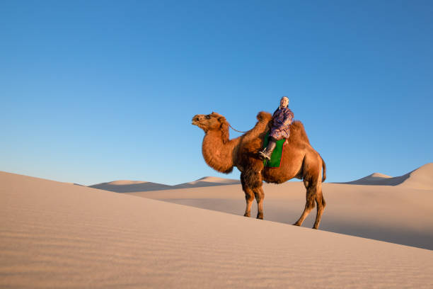 istock Female camel herder with her bactrian camel. 1184375119
