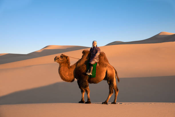 weibliche kamelhirte mit ihrem bakteriellen kamel. - herbivorous animals in the wild camel hoofed mammal stock-fotos und bilder