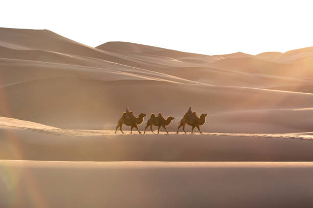 istock Nomadic couple walking with their bactrian camels. 1184375241