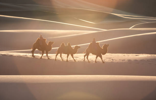 istock Nomadic couple walking with their bactrian camels. 1184375251