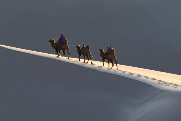 istock Nomadic couple walking with their bactrian camels. 1184375254