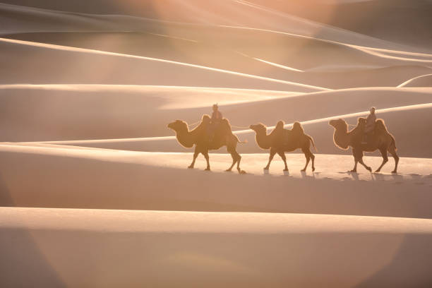 istock Nomadic couple walking with their bactrian camels. 1184375257