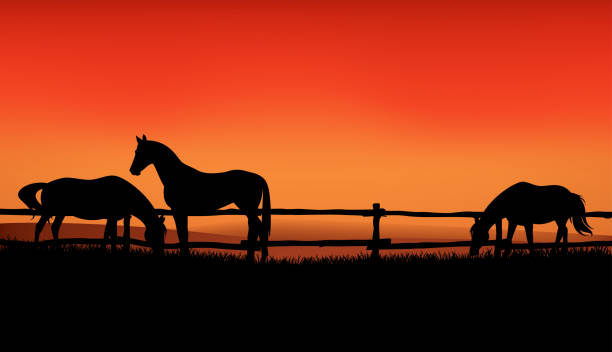 illustrations, cliparts, dessins animés et icônes de troupeau de chevaux broutant au coucher du soleil - scène de silhouette de vecteur de ranch de soirée - ranch