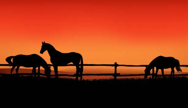 Vector illustration of herd of horses grazing at sunset - evening ranch vector silhouette scene