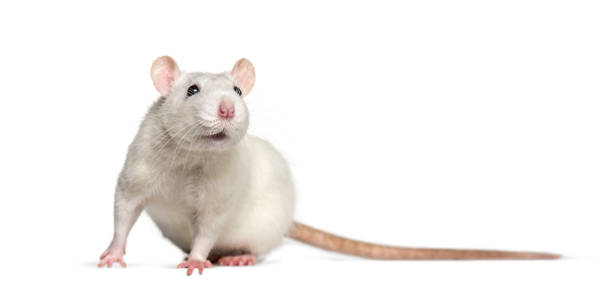 istock Domestic rat against white background 1184376924