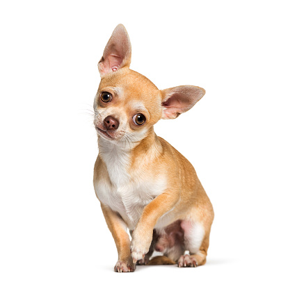 Chihuahua sentado sobre fondo blanco photo
