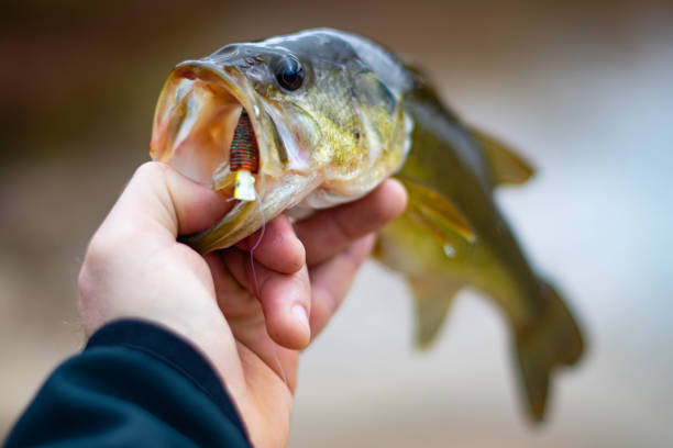 istock holding largemouth bass close up 1184377047