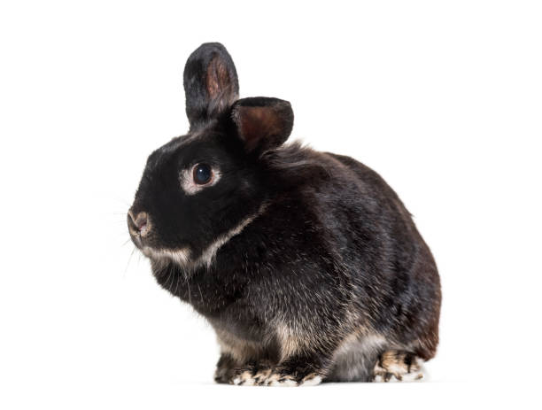 istock Black Rabbit looking at camera in front of white background, against white background 1184378117