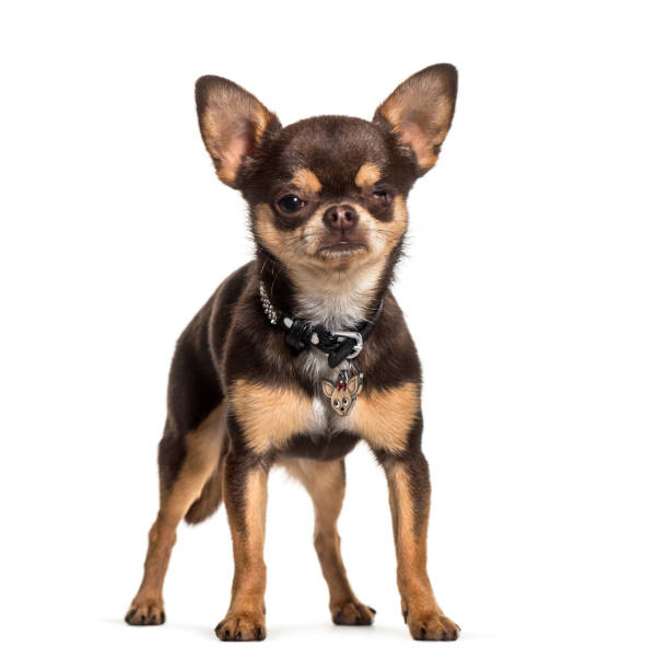 istock Illness Chihuahua with one eye less standing against white background 1184378247