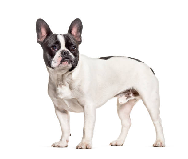 istock French Bulldog standing against white background 1184378265