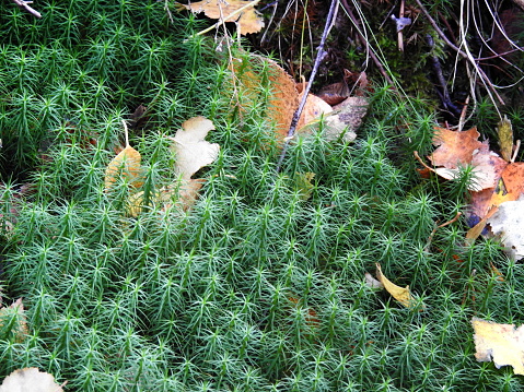 Close-up detail of a peculiar star-shaped moss