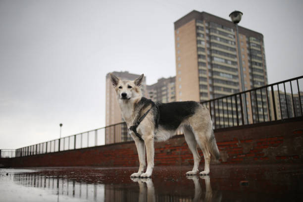 Sad lost shepherd dog with breast band standing on bridge while walking alone on city streets on gloomy rainy day in autumn