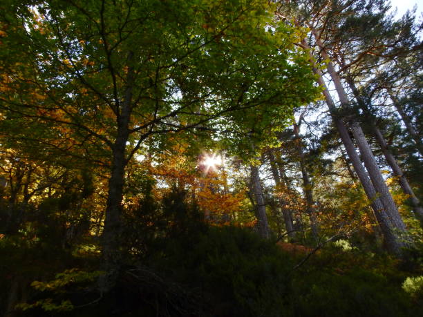 istock Sun in the autumn forest 1184378365