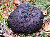 ein-seltsamer-schwarzer-pilz.jpg?b=1&s=170x170&k=20&c=8Rg7DHQ3yBAdeP-7hnPABzMJy3NId3l9xaUm5Nuz2sU=