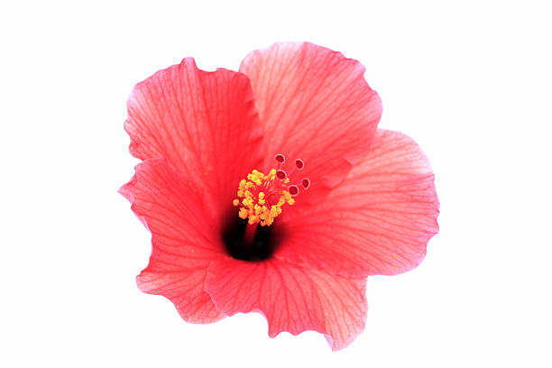 istock Brilliant Red Hibiscus 118437881