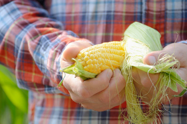 istock Harvest ready unwrapped corn cobs in farmer's hands closeup 1184379402