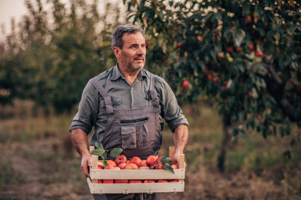 istock Man farmer in orchard holding a crate with apples 1184379408
