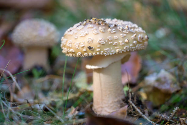 European forest mushrooms - Perlpilz (Amanita rubescens) European forest mushrooms amanita stock pictures, royalty-free photos & images