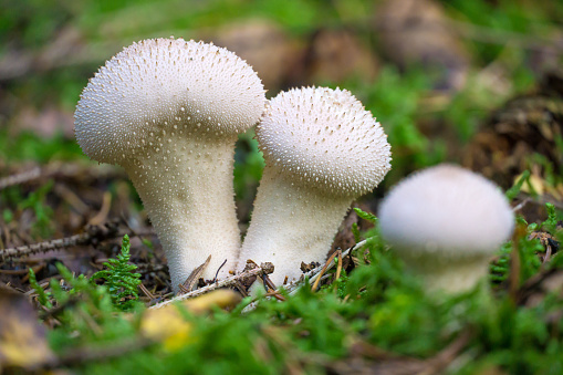 European forest mushrooms