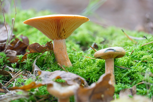 European forest mushrooms