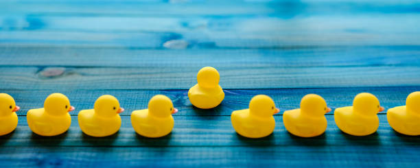 Abstract conceptual image depicting standing out from the crowd, hope, freedom, searching, following one's goals/aspirations, belief, perseverance, change, getting away from it all, keeping your ducks in a line etc. línea de patos de goma amarillos, con un pato rompiendo de la línea moviéndose en su propia dirección, escena ambientada en un viejo color turquesa, azul y verde desgastada, grano de madera, fondo de panel de madera, representando conceptualmente el ag