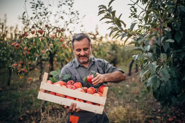 Senior man, senior farmer picking up apples in his orchard.