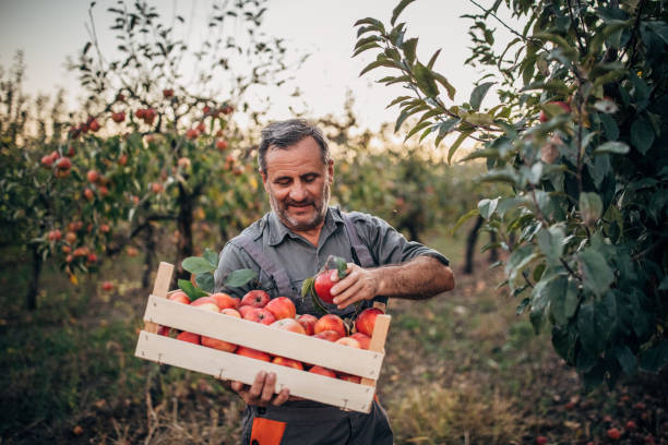 man farmer picking up apples in fruit orchard - apple tree apple orchard apple autumn imagens e fotografias de stock